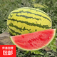 正宗寧夏中衛(wèi)硒砂瓜 石頭縫長出的大西瓜 甘甜可口 新鮮水果 熱賣 24-26斤/個(gè)（小果嘗鮮越大越甜）