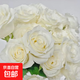 月季花苗四季開(kāi)花大花濃香型灌木月季苗庭院陽(yáng)臺盆栽地栽玫瑰花苗 驕傲【大花濃香，多季節開(kāi)花】 扦插小苗15-25cm高 1棵