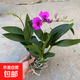 香水石斛蘭花苗盆栽四季開(kāi)花帶花劍好養花卉植物客廳辦公桌面綠植 香水石斛蘭帶花原盆土約30cm高