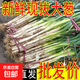 農(nóng)家自種精品山東大蔥特級新鮮鐵桿長白蔥農(nóng)家毛蔥香蔥現(xiàn)挖便宜 山東大蔥（帶老皮）帶箱 2斤