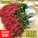 紅葉石楠綠化苗 四季常青庭院綠化苗木 樹(shù)苗紅羅賓紅葉石楠籬笆苗 紅葉石楠100棵【50-60厘米高】