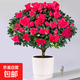 杜鵑花盆栽四季好養老樁樹(shù)苗帶花苞室內室外陽(yáng)臺花卉鮮花苗綠植物 大苗杜鵑花紅色（中號白瓷盆） 帶盆栽好