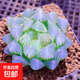 玉露植物組合十二卷玉露多肉植物盆栽姬玉露室內(nèi)懶人盆栽 藍鏡玉露 4-5cm【塑料盆栽好】