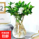 小盆梔子花盆栽四季開(kāi)花部分帶花苞室內綠蘿水培花卉綠植物 低配款：15-20cm【2株】當年少量開(kāi)花 濃香型梔子花【帶花苞】10天開(kāi)花