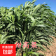 進口牧草種子四季多年生黑麥草魚草四季可種喂養(yǎng)雞鴨鵝豬牛羊種籽 甜高粱種子（牧草型） 250克