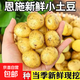 當(dāng)季新貨恩施黃心小土豆高山產(chǎn)地直發(fā)小土豆新鮮迷你洋芋馬鈴薯 恩施小土豆5斤 凈重 60g起