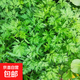 艾草盆栽新鮮艾蒿室內(nèi)外陽臺驅(qū)蚊香草小綠植物艾葉苗 艾草苗20棵（不含盆）