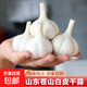 2025蒼山新鮮干蒜 白蒜瓣白皮蒜頭優(yōu)質大蒜餃子蒜 大果4.5-5.5cm 大果（4.5-5.5cm）3斤