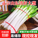 山東大蔥新鮮甜蔥鐵桿大蔥非章丘長白毛蔥蘸醬嫩蔥批發(fā)便宜 山東大蔥【帶臟皮去半葉】3斤裝