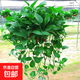 長(zhǎng)藤綠蘿垂吊綠植室內(nèi)吊蘭吸甲醛凈化空氣綠植盆栽稀有綠蘿盆栽 【盆口直徑32厘米】長(zhǎng)藤紅盆綠蘿1盆送肥料