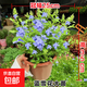 藍(lán)雪花盆栽帶花苞老樁大苗室內(nèi)陽臺室外綠植花卉四季開花植物花苗 【花期帶花苞】特大盆藍(lán)雪花【原土盆】