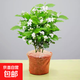 茉莉花苗盆栽帶花苞九里香老樁驅蚊水培梔子花卉綠植物室內四季開(kāi) 大份茉莉花【4-6顆】花苞飽滿(mǎn)