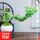 【禪意】懸崖金邊六月雪帶陶瓷盆小盆景植物辦公室內(nèi)綠植盆栽盆景 懸崖六月雪+白瓷盆+圓底座+苔蘚