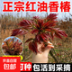 紅油香椿樹(shù)苖正宗矮化食用香春樹(shù)苗四川春芽南方種植果樹(shù)果苗盆栽 正宗紅油香椿2年苗5棵裝（明年開(kāi)吃） 81cm(含)-110cm(含)
