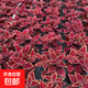 彩葉草凈化空氣喜陽耐曬綠植庭院陽臺花好看好養(yǎng)五彩蘇觀葉盆栽 金邊彩葉草原盆10cm-20cm2盆
