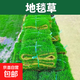 草坪帶泥草卷別墅花園綠化四季青黑麥草馬尼拉草皮真草帶土果嶺 【矮生耐寒】地毯草 送貨上門帶土發(fā)貨（5平方）