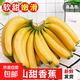 廣東高山香蕉當(dāng)季新鮮生鮮水果薄皮青蕉現(xiàn)摘現(xiàn)發(fā)水果源頭產(chǎn)地直發(fā) 【9斤裝】廣東高山甜香蕉