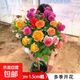 樹樁月季花苗特大花朵四季開花卉玫瑰植物庭院高桿棒棒糖樹狀月季 棒棒糖月季【多色】 直徑1.2-1.5cm