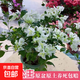 三角梅盆栽帶花劍樹苗室內(nèi)陽臺重瓣飄枝垂絲老樁四季開花爬藤花卉 【帶花發(fā)貨 收到即賞】白雪公主大苗 45-50cm左右（原盆帶土發(fā)貨）