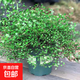 千葉吊蘭盆栽觀葉植物多年生垂吊餐擺件綠植四季常青大盆 千葉吊蘭大盆帶加侖盆 含盆