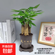 發(fā)財樹盆栽大植物室內(nèi)辦公室桌面客廳小盆景招財樹苗綠植花卉盆栽 三桿發(fā)財樹 5-8cm【隨機古風盆】 【送肥料】