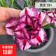 沙漠玫瑰盆栽重瓣花卉庭院植物耐旱室內四季陽(yáng)臺盆景懶人好養綠植 沙漠玫瑰【思念】3年老樁+加侖盆