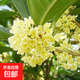 桂花樹苗四季桂盆栽大樹丹桂金桂庭院濃香型花卉植物室內(nèi)綠植開花 【四季桂】粗3cm高80-90厘米左右