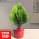 灑金柏樹(shù)苗松柏苗木盆栽地栽花卉庭院綠化植物黃金柏原生香松扁柏 灑金柏苗25-35cm高一顆 不含盆帶 土球發(fā)貨