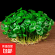 銅錢草水培盆栽室內(nèi)室外花卉金錢草綠植吸綠植花草植物 銅錢草1盆（不含盆）