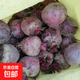 精品甜菜根紅菜頭紫菜頭甜菜疙瘩新鮮現挖可榨汁甜菜頭紅甜菜 精品甜菜根5斤中果5-10個(gè)