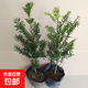 南方紅豆杉樹苗地栽景凈化空氣大型庭院植物正曼迪亞紅豆杉苗盆景 多分支已授粉50-60厘米2棵【成活】 不含盆
