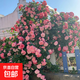 藤本月季爬藤大苗薔薇花大苗特大花庭院爬墻植物四季開花濃香盆栽 藤本櫻霞【150CM—160CM 高發(fā)貨】