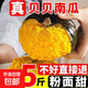 正宗貝貝南瓜板栗味嬰兒輔食正品粉糯小個(gè)南瓜老南瓜減脂主食寶寶 凈重 4.5斤 【源頭直采包郵】約4-9個(gè)