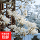 玉蘭花樹(shù)苗帶花苞盆栽適合家門(mén)口種的大樹(shù)庭院耐寒紫白廣玉蘭花卉 【白玉蘭】2cm粗，高度1.2米左右