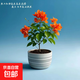 云南深紫色棒棒糖三角梅花盆栽三角梅紫色球形開花陽(yáng)臺(tái)品種庭院 玻璃橙【2年苗當(dāng)年開花適合盆栽】