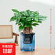 發(fā)財樹(shù)小盆栽花卉綠植物辦公室內綠蘿文竹水培發(fā)財樹(shù)好養桌面植物 【精選】三桿優(yōu)質(zhì)發(fā)財樹(shù)（藍色吸水盆）