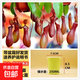 捕蠅草盆栽夏季水培驅蚊草食蟲(chóng)草豬籠草食人花室內好養綠植物滅蚊 [紅豬籠][【大苗】自動(dòng)吸水盆+養護說(shuō)明