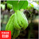 京喜加高山現(xiàn)摘佛手瓜新鮮蔬菜壽瓜豐收窩瓜洋瓜豐收瓜生鮮 貴州佛手瓜 9斤 囤貨款