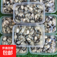 鮮活生蠔現(xiàn)剝生蠔肉新鮮牡蠣肉去殼純蠔仔肉海鮮水產(chǎn)京東包郵 1斤裝海蠣肉（100-120頭/斤）
