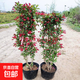紅王子錦帶花苗盆栽地栽花卉樹(shù)苗南北方庭院四季種植苗木耐寒耐熱 4-5分支【2顆】