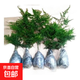 文竹苗綠植盆景四季常青包活好養(yǎng)發(fā)財(cái)樹綠蘿室內(nèi)外綠植花卉盆栽 小文竹【15-20高】3份 含盆