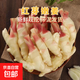 山東紅芽姜嫩姜仔姜新鮮現(xiàn)挖生姜芽子姜 產(chǎn)地直發(fā) 帶箱1斤