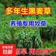進(jìn)口牧草種子多年生黑麥草魚草喂養(yǎng)雞鴨鵝豬牛羊種籽 【耐寒耐旱】多年生黑麥草種子 500克（更實(shí)惠）