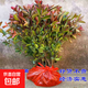 紅葉石楠樹苗 火焰紅 籬笆苗圍墻綠籬植物庭院園林綠化苗四季常青 50棵地栽苗；高30-40厘米(保濕發(fā)貨) 40cm(含)-50cm(不含)