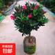 四季杜鵑紅山茶花帶花濃香型盆栽室內外陽(yáng)臺庭院觀(guān)賞花卉綠植好養 四季山茶花帶花60cm 不含盆