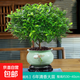 正宗胡椒木盆栽清香型 桌面植物苗防驅(qū)蚊草綠植盆景 胡椒木6年苗+梅青618陶瓷盆+圓底座+陶粒