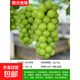 葡萄樹(shù)果苖帶土球巨峰陽(yáng)光玫葡萄瑰藍寶石盆地栽南北方種植葡萄苗 陽(yáng)光玫瑰【特價(jià)】地徑2厘米粗左右【原土球】 81cm(含)-110cm(含)