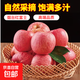 山東棲霞紅富士蘋(píng)果與眾不同的脆甜 山東棲霞蘋(píng)果 3-4粒裝凈1.5斤80mm