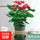 大號紅掌高30-40cm 鴻運當頭室內花盆栽客廳辦公室開(kāi)花類(lèi)四季好養 【加侖盆+底托】 高約45起 30-40cm