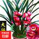 蘭花苗盆栽墨蘭建蘭惠蘭四季開(kāi)花好養濃香型客廳室內觀(guān)賞花卉綠植 21【大將軍】 3苗連體【送肥】明年開(kāi)花